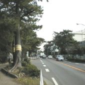 tokaido07-03.JPG